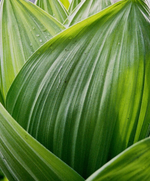 Skunk cabbage