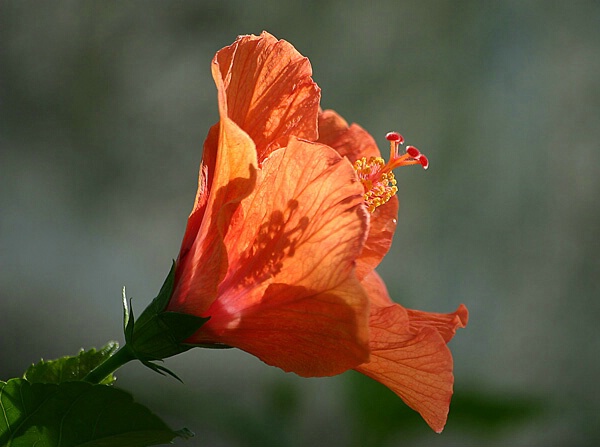 Hibiscus