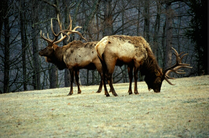 Two  Bull Elk Grazing