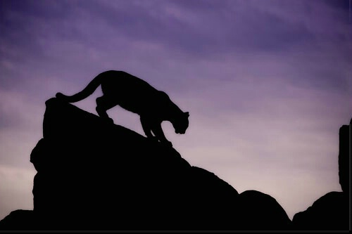 mountain lion silhouette