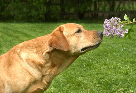 A Sniff of Springtime