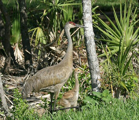 Sandhill Crane With Young