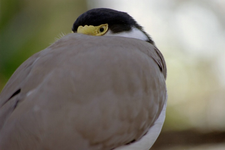 Masked Lapwing