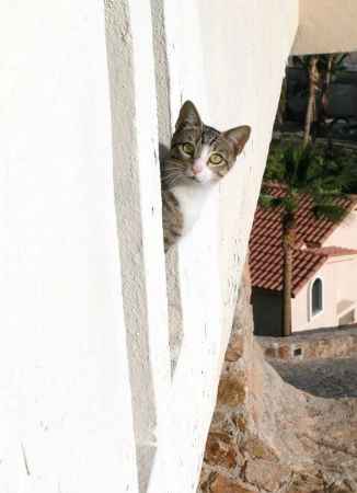 Cabo Kitty