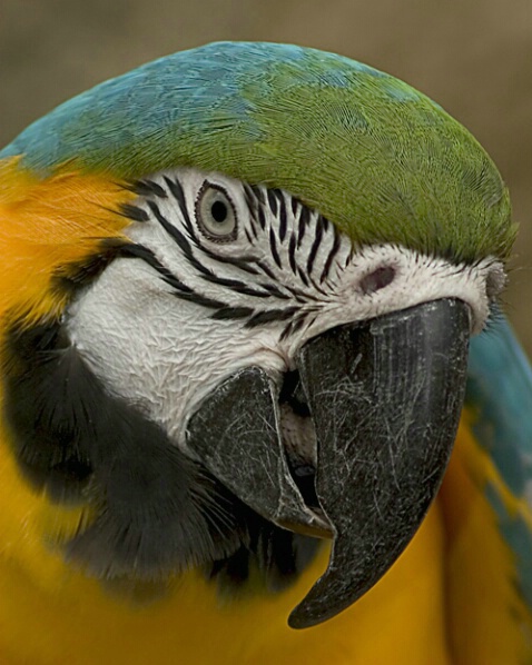 Macaw - Henry Villas Zoo - Madison, WI