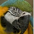 © Robert Hambley PhotoID # 369465: Macaw - Henry Villas Zoo - Madison, WI