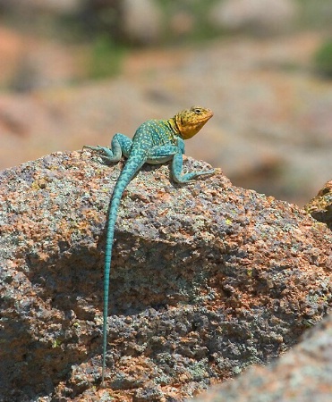 Mountain Boomer