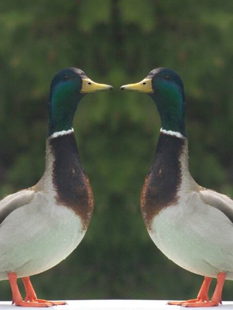 DuckDuck