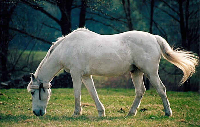 Lone horse at dusk