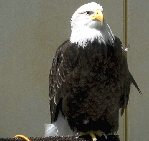 California Eagle