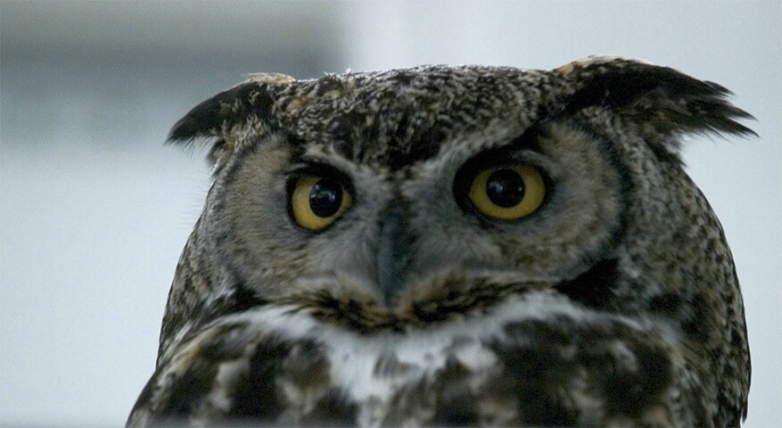Injured Owl
