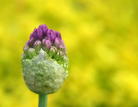 April 2004 Photo Contest Second Place Prize Winner - Bundle of Purple