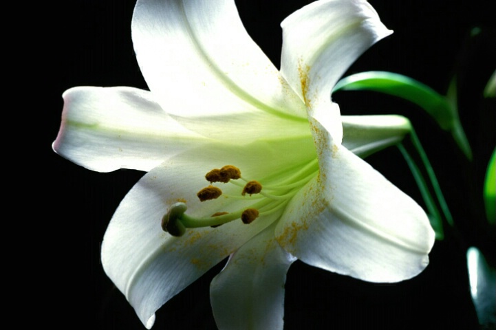 White Easter Lily