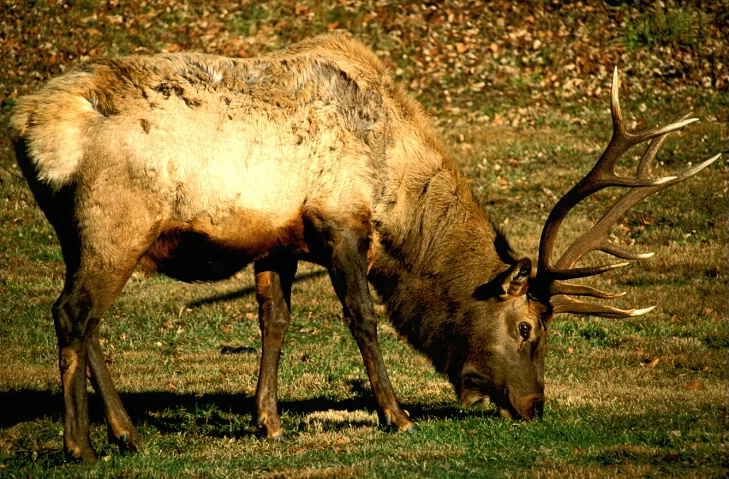 Bull Elk Eating