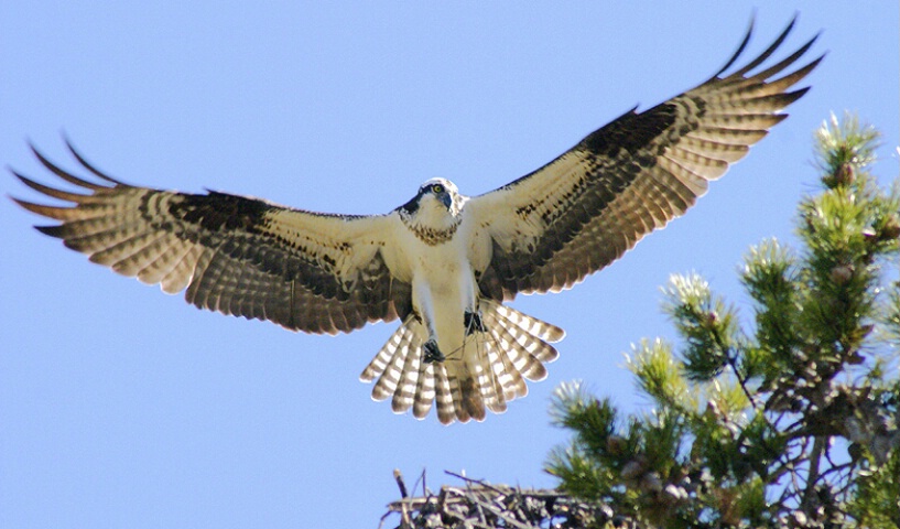 Osprey Eye