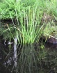 WI - Water Grass