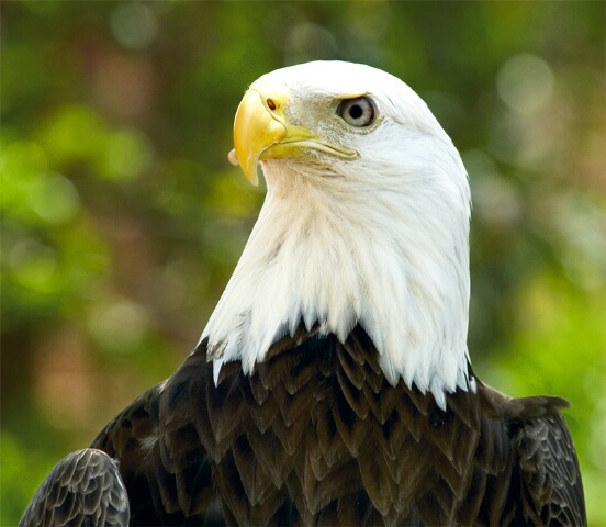 Injured Eagle