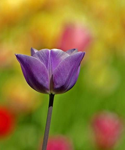 Purple Beauty