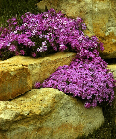 Phlox on the Rocks