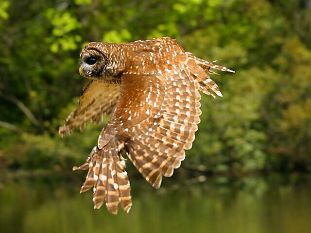 Owl on the prowl