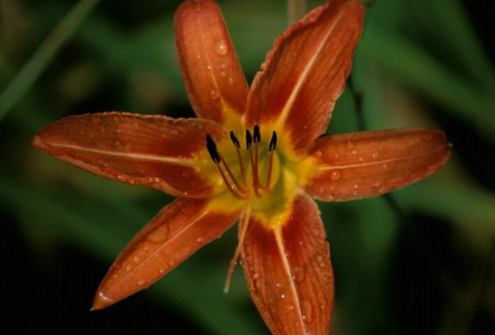 Orange Pond Lily