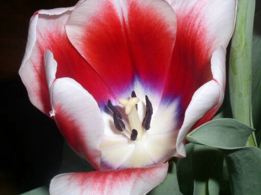 Tri-color Tulips 1
