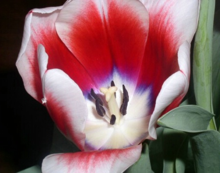 Tri-color Tulips 1