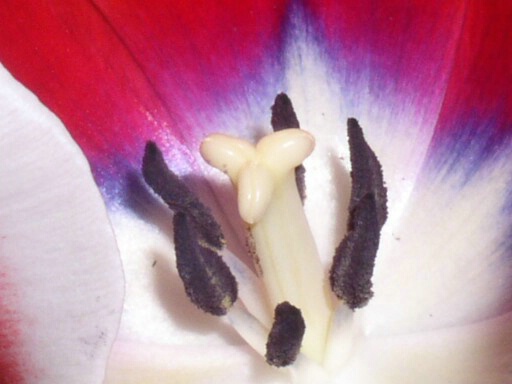 Tri-color Tulips Macro 2