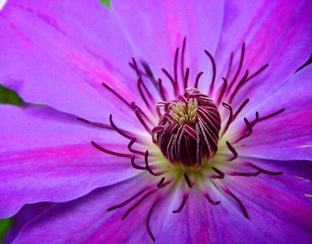 Clematis (2)