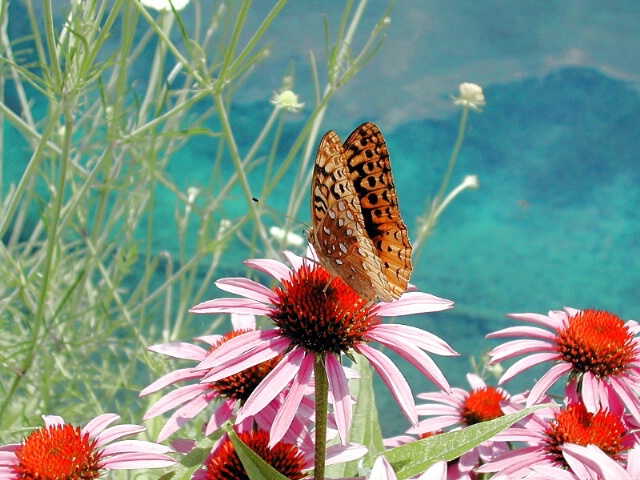Pretty butterfly on flower