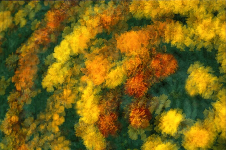 Autumn Spray - ID: 372885 © John T. Sakai
