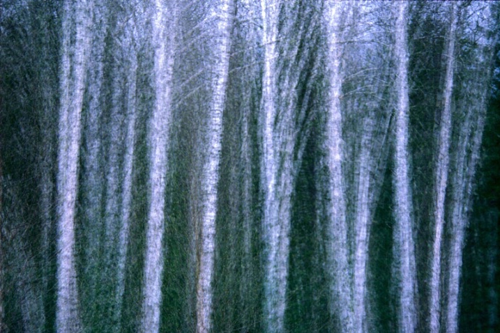 Birch Trees in Winter - ID: 372887 © John T. Sakai