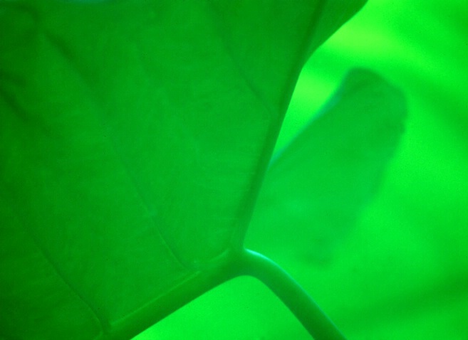 Translucent Leaf