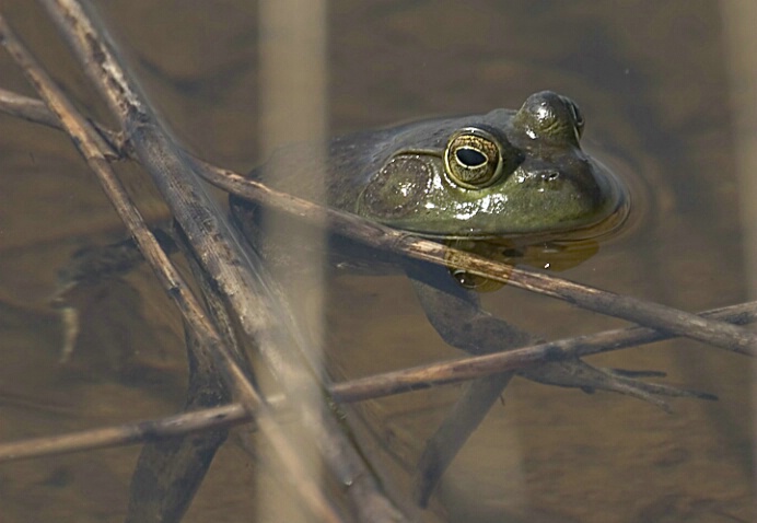 Frog - ID: 373193 © Robert Hambley