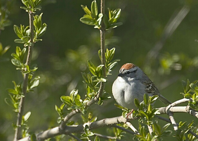 Chipping Sparrow - ID: 373196 © Robert Hambley