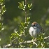 © Robert Hambley PhotoID # 373196: Chipping Sparrow