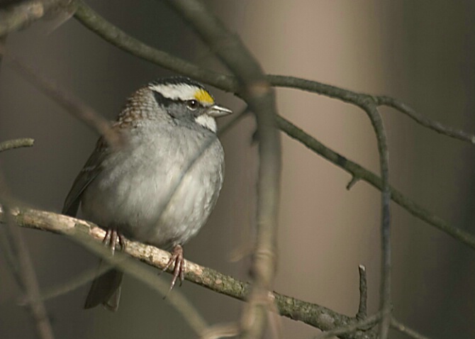 White Throated Sparrow - ID: 373208 © Robert Hambley