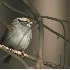 © Robert Hambley PhotoID # 373208: White Throated Sparrow