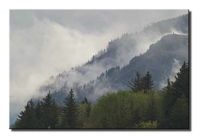 High trees, low clouds