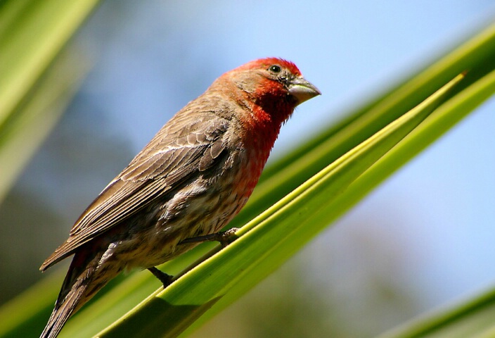 House Finch of Ensenada