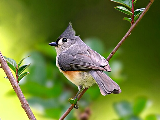 Tuff Titmouse