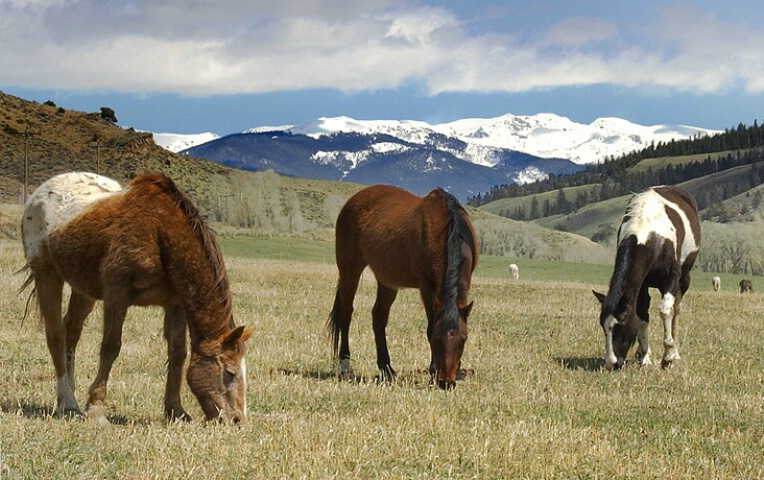 High Country Pasture