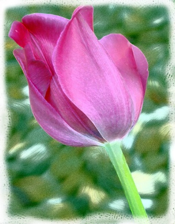 Tulip