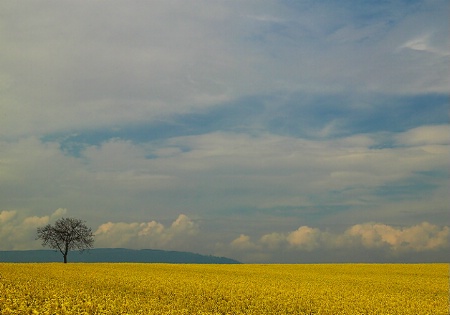 Lone Tree