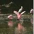 © Donald E. Chamberlain PhotoID# 374021: Spoonbill Wingspread