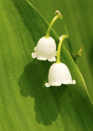 Lily Of The Valley,Asheville Botanical Garden