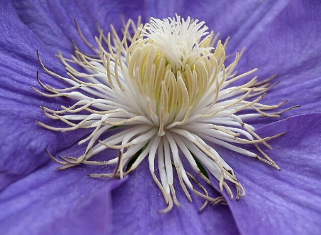 Clematis center