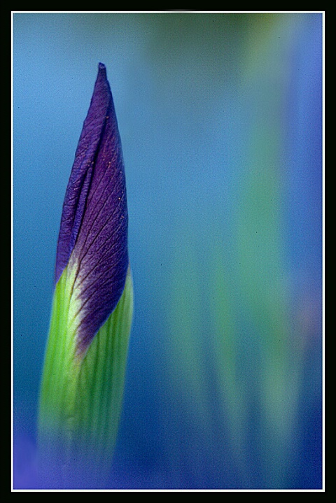 Blue Flag Iris Bud