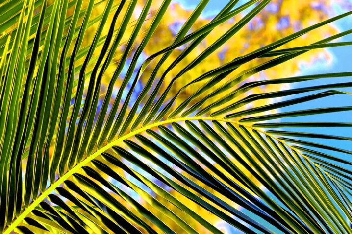 Palm Sun Day - ID: 374525 © Michael Wehrman