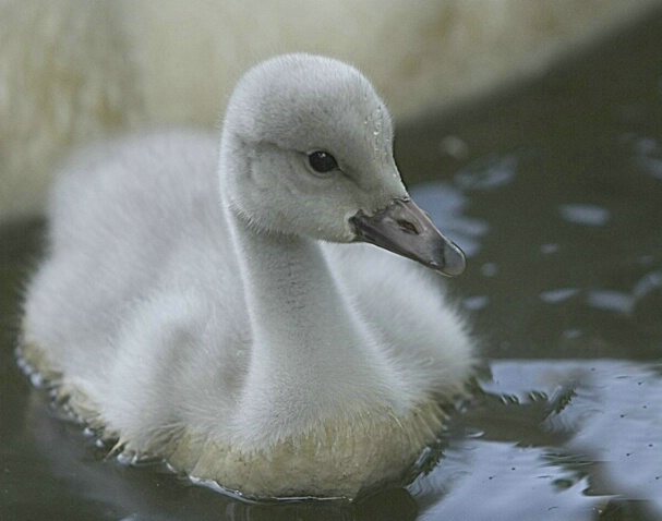 Baby Swan - ID: 374528 © Michael Wehrman
